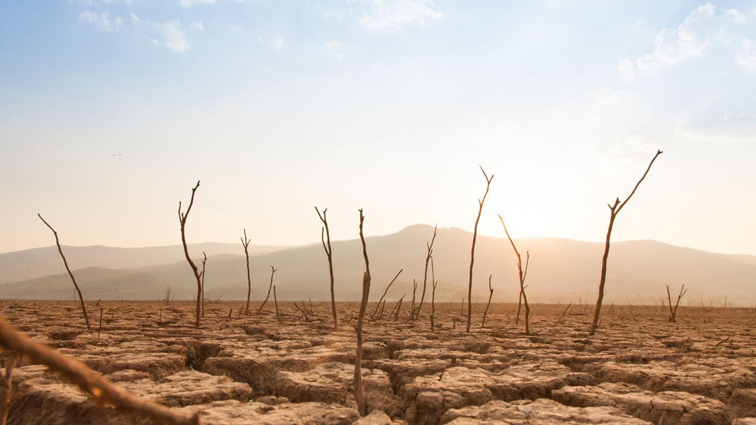 A parched landscape under burning sun with dead trees and plants